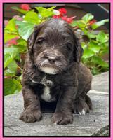 Oreo Rebel pups 4 wks old 61