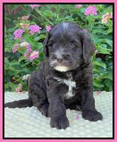 Oreo Rebel pups 5 wks old 11