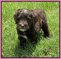 Oreo Rebel pups 6 wks old 11