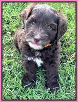 Oreo Rebel pups 6 wks old 41