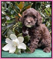 Oreo Rebel pups 7 wks old 31
