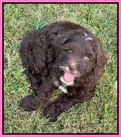 Oreo Rebel pups 7 wks old 81