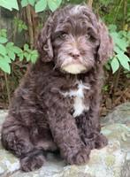 Oreo Rebel pups 8 wks old 101