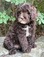 Oreo Rebel pups 8 wks old 111