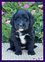 Oreo Rebel pups 5 wks old 141