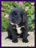 Oreo Rebel pups 5 wks old 151