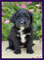Oreo Rebel pups 5 wks old 161