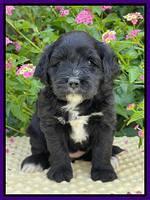Oreo Rebel pups 5 wks old 171