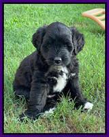 Oreo Rebel pups 6 wks old 121