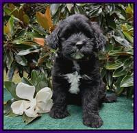 Oreo Rebel pups 7 wks old 191