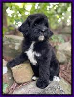 Oreo Rebel pups 8 wks old 10100