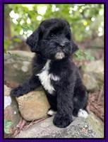 Oreo Rebel pups 8 wks old 11100