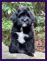 Oreo Rebel pups 8 wks old 13100