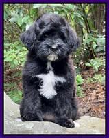 Oreo Rebel pups 8 wks old 14100