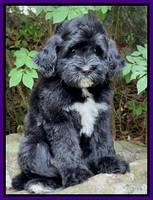 Oreo Rebel pups 8 wks old 15100