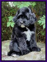 Oreo Rebel pups 8 wks old 16100