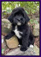 Oreo Rebel pups 8 wks old 9100
