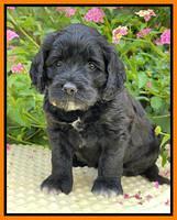 Oreo Rebel pups 5 wks old 351