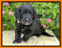 Oreo Rebel pups 5 wks old 371