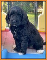 Oreo Rebel pups 6 wks old 261