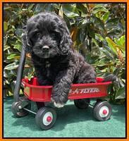 Oreo Rebel pups 7 wks old 391