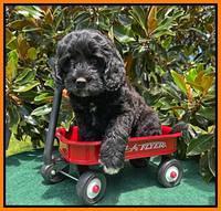 Oreo Rebel pups 7 wks old 411