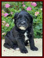 Oreo Rebel pups 5 wks old 221