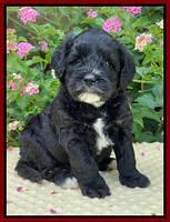 Oreo Rebel pups 5 wks old 251