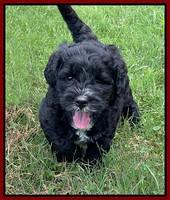 Oreo Rebel pups 6 wks old 141