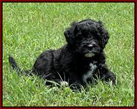 Oreo Rebel pups 6 wks old 161