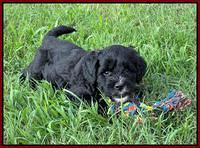 Oreo Rebel pups 6 wks old 171
