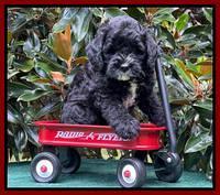 Oreo Rebel pups 7 wks old 241