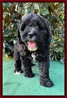 Oreo Rebel pups 7 wks old 251