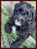 Oreo Rebel pups 7 wks old 281