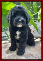 Oreo Rebel pups 8 wks old 161