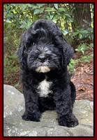 Oreo Rebel pups 8 wks old 201