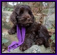 Raven Hawk pups 8 wks old 101531