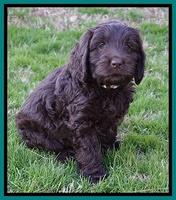 Raven Hawk pups 7 wks old 71