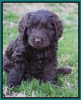 Raven Hawk pups 7 wks old 81