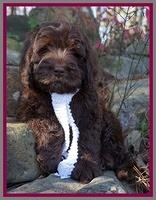 Raven Hawk pups 8 wks old 1530