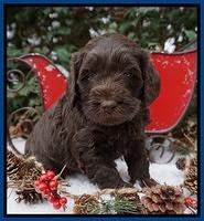 Raven Hawk pups 4 wks old 171