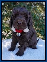 Raven Hawk pups 6 wks old 211