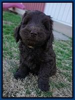 Raven Hawk pups 7 wks old 16100