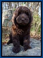 Raven Hawk pups 8 wks old 130