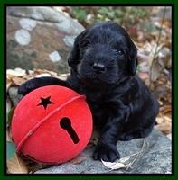Raven Hawk pups 3 wks old 271