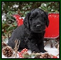 Raven Hawk pups 4 wks old 211