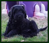 Raven Hawk pups 7 wks old 171