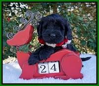 Raven Hawk pups 6 wks old 281