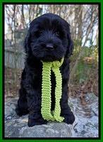 Raven Hawk pups 8 wks old 730