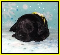 Raven Hawk pups 2 wks old 151